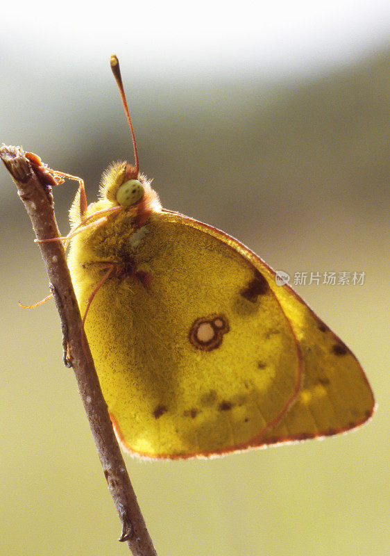 淡云黄色(Colias hyale)